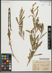 Foto von Salix purpurea L.